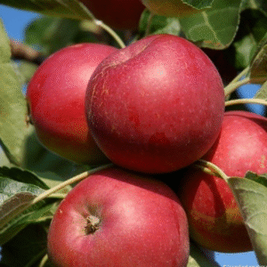 1 kg (env) de pommes Melrose | ‘La Pomme Doret’ à Cercier