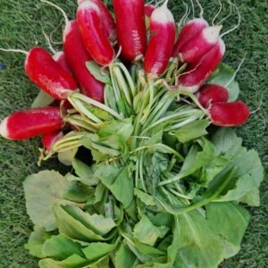 Botte de radis | Bouchet Frère & Soeur | Féchy