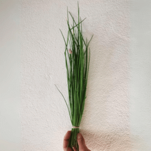 Ciboulette (la botte) | Bouchet Frère et Soeur | Féchy