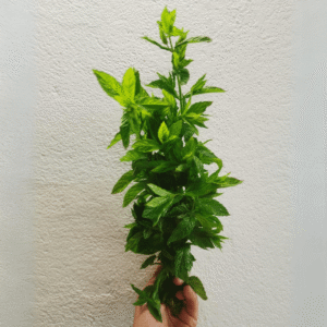 Menthe (la botte) | Bouchet Frère et Soeur | Féchy